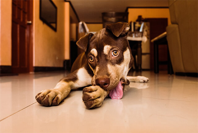 Cachorro lambendo a pata, entenda os motivos